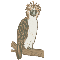 Philippine Eagle Bird Sticker