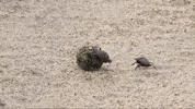 Dung Beetle Fight GIF by Nat Geo Wild