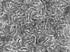 research microbiome GIF by Harvard University