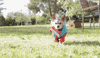 Nicki Minaj Dog GIF by DNCE