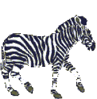 Zebra Sticker