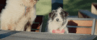 kissing strangers GIF by DNCE