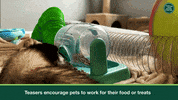 Ferret GIF by Oxbow Animal Health