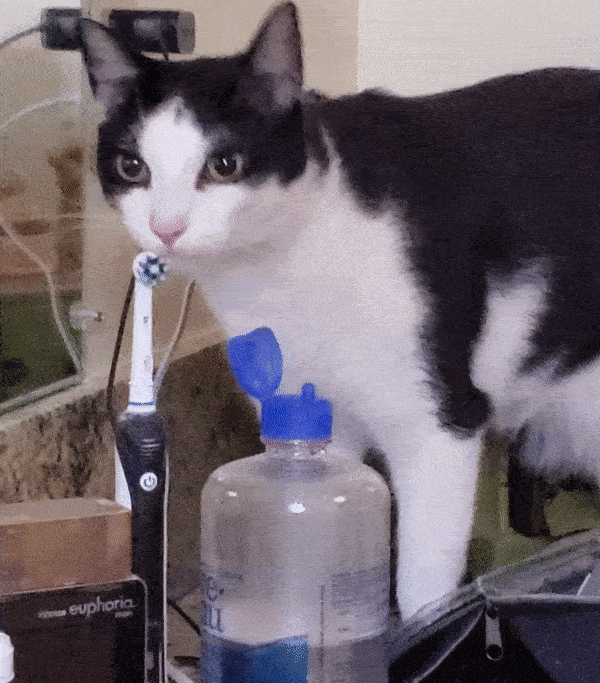 cuteanimalland giphyupload GIF