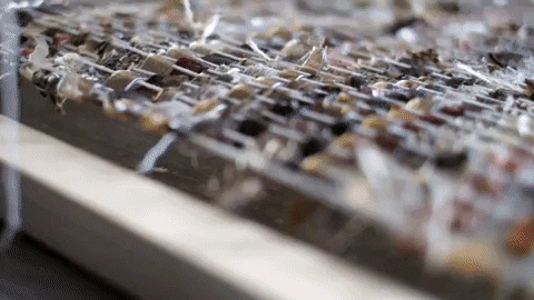 belarofe giphygifmaker GIF