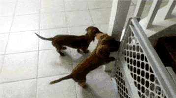 bath GIF