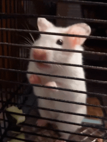 Derf GIF