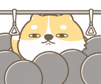 犬 柴犬 GIF