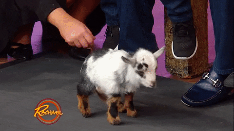 Baby Animals Love GIF by Rachael Ray Show