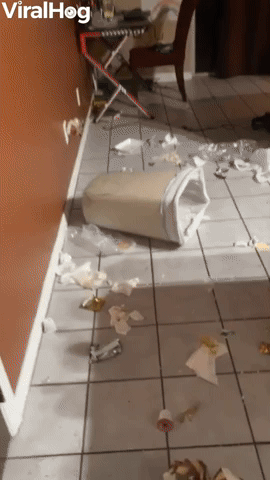 Guilty Little Pup Stuck in Garbage Lid