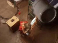 salute your shorts nicksplat GIF