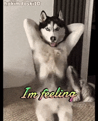 Sexy Dog Catcher GIF