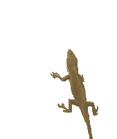 lizard Sticker by mtvfearfactor