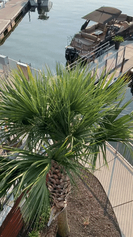 Raytay17 giphyupload GIF