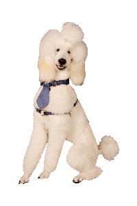 standard poodle dog Sticker by beangoods
