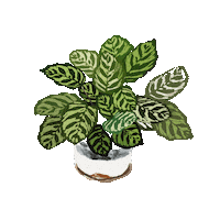 safranaArt plant growth plantgrowth greenplant Sticker