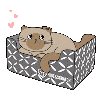 Cute Cat If I Fits I Sits Sticker by Hide & Scratch