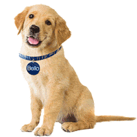 portobello_br dog dogs golden bello Sticker