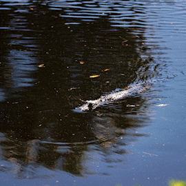 Uf Gators GIF by University of Florida