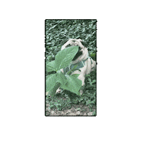 Pug Hiding Sticker
