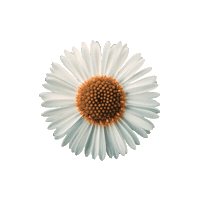 Flower Vibe Sticker by Athleta