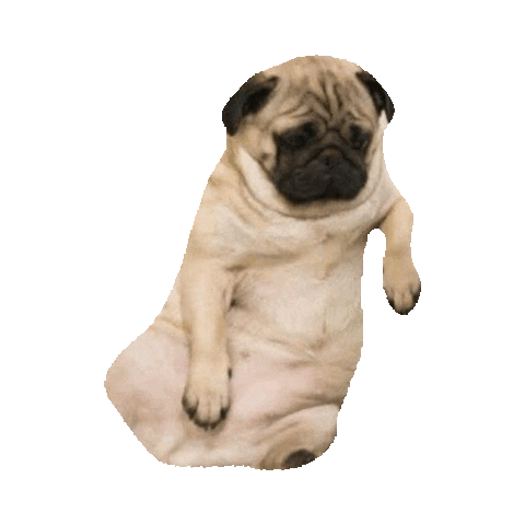 pug STICKER by imoji