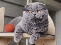 Text GIF