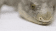 zooknoxville no nope tongue boo GIF