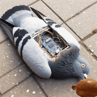 Design Bird GIF by Alex Boya