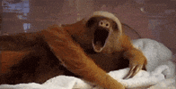 sloth GIF