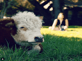 cliff the cow GIF by namslam