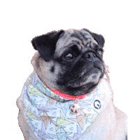 Humor Sticker by Amora Pug Brasil