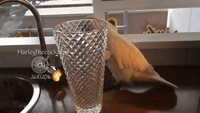 Crystal Vase-Loving Cockatoo Makes Sweet Sounds