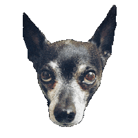 Sorry Dog Sticker by Piercingstudio heul doch