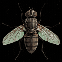 Insect GIF by Database數據