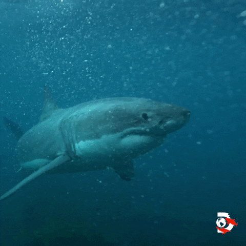 Ocean Swimming GIF by Shark Week