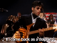 prince dolphin GIF