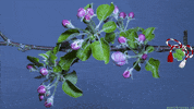 Greeting Cards Spring GIF by echilibrultau