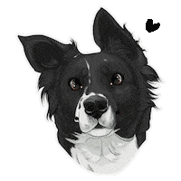 Border Collie Dog Sticker