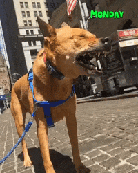 Dog Mondays GIF by nikvi