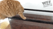 worlds funniest fails GIF by Fox TV