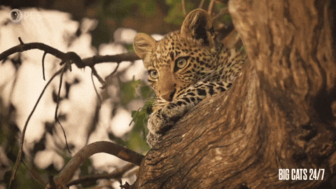 Resting Season 2 GIF by PBS