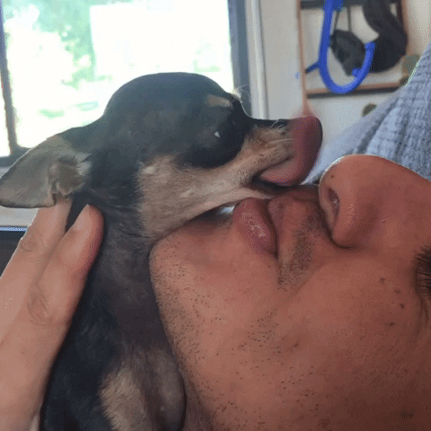 LittleWhiteDogCo dog kiss dogs chihuahua GIF