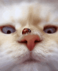 Lady Bug Cat GIF