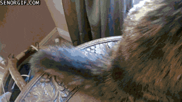 Cats Tails GIF