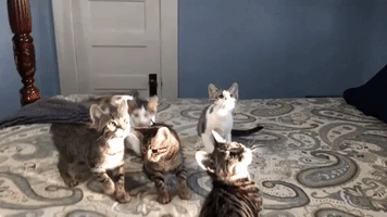 Kitties Line Up for Family Portrait