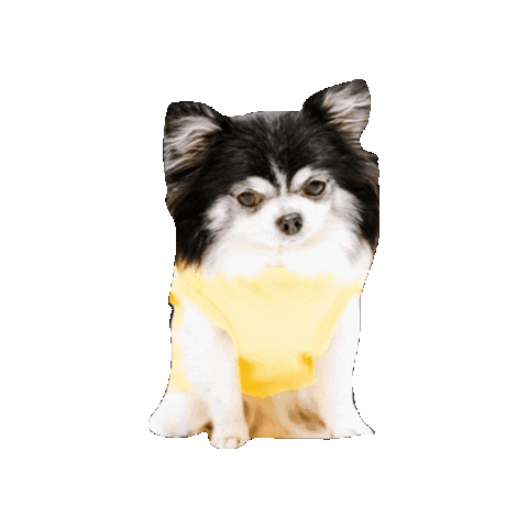 Dog Sticker
