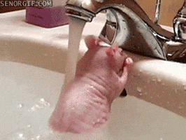 wet bath GIF by Cheezburger