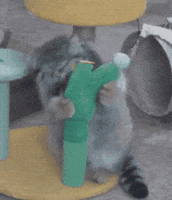 DailyMantle3 cute cat cactus pallas pallas cat GIF