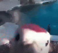 Pigeon Meme GIF